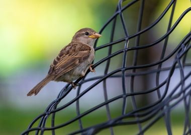 A cute and little sparrow