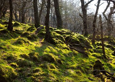 Scotland Woods