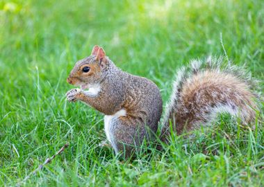 A cute squirrel