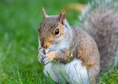 A cute squirrel