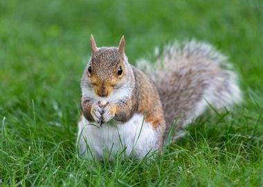 A cute squirrel