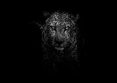 Leopard of the night