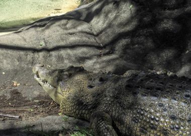 Crocodile