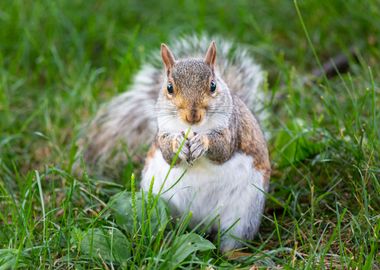 A cute squirrel