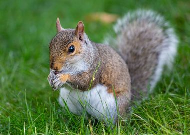 A cute squirrel