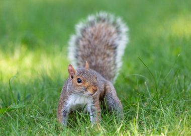 A cute squirrel