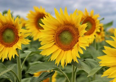 Sunflowers