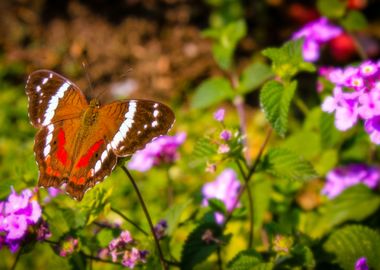 Intense Butterfly