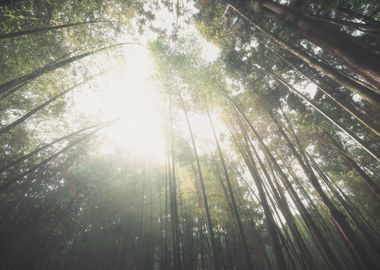 Bamboo Forest