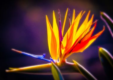 Shiny Bird of Paradise