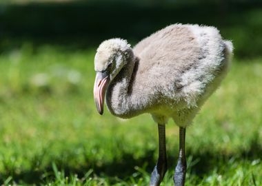 Pink flamingo