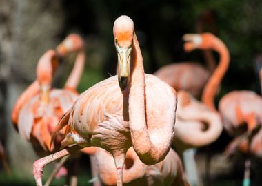 Pink flamingo