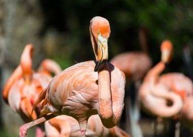 Pink flamingo