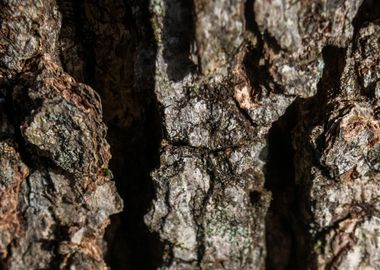 Abstract Tree Bark