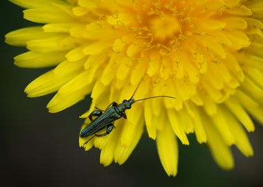 Dandelion and Bug