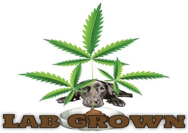 Lab Grown