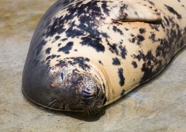 Cute grey seal