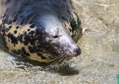 Cute grey seal