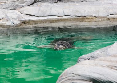 Cute grey seal