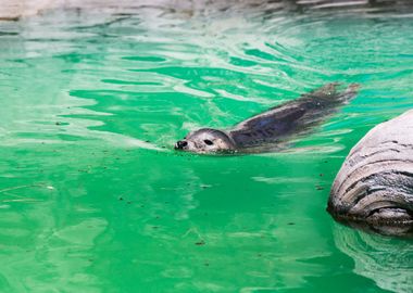 Cute grey seal