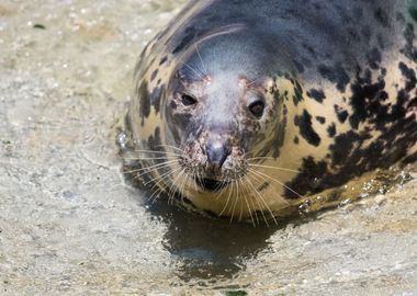 Cute grey seal