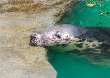 Cute grey seal