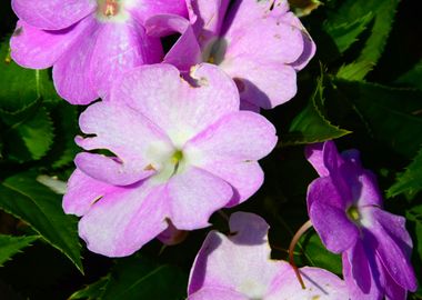 Violet Impatiens in spring