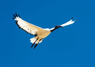 Flying heron