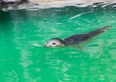 Cute grey seal