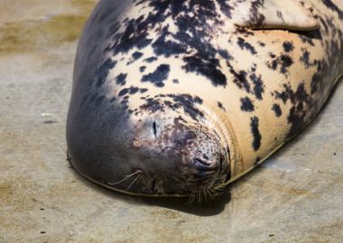 Cute grey seal