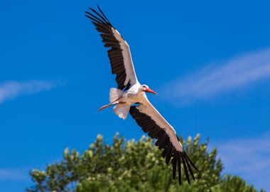 Flying heron