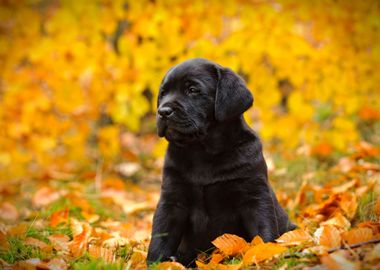 Labrador retriever puppy