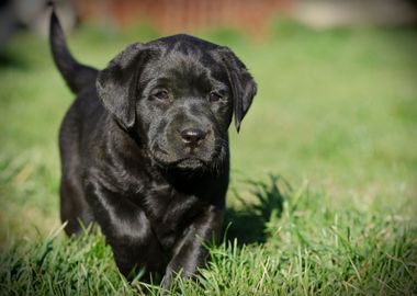 Labrador retriever puppy