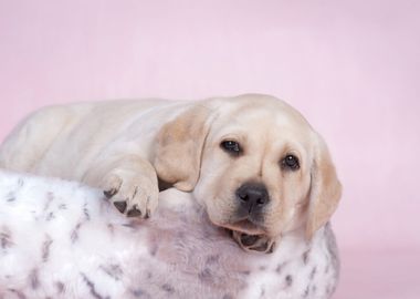 Labrador retriever puppy