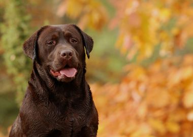 Chocolate Labrador