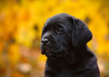 Labrador retriever puppy