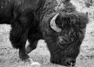 Bison Grazing Yellowstone