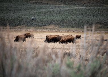 Herd of Bison Grazing 