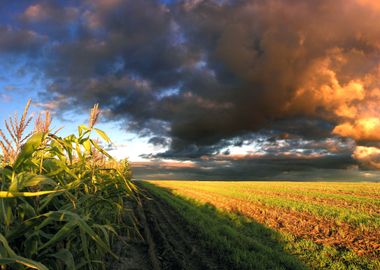 Just a Cornfield