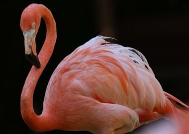 Pink Flamingo