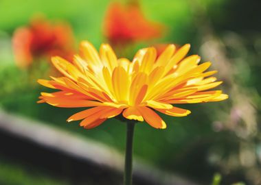 Orange calendula flower