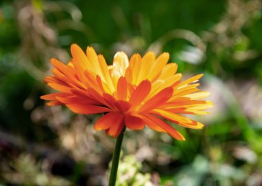 Orange calendula flower