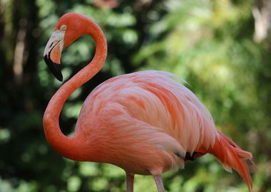 Pink Flamingo