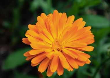 Orange calendula flower