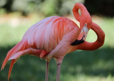 Florida Flamingo