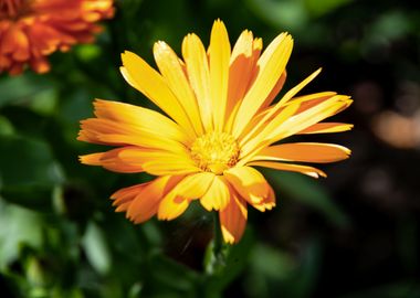 Orange calendula