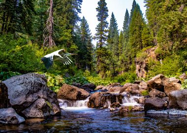 Heron on the river