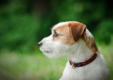 Jack Russell Terrier 