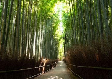 Bamboo forest