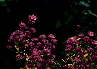 Glowing Flowers at Cawdor